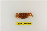 藏品(萬歲大眼蟹)的圖片